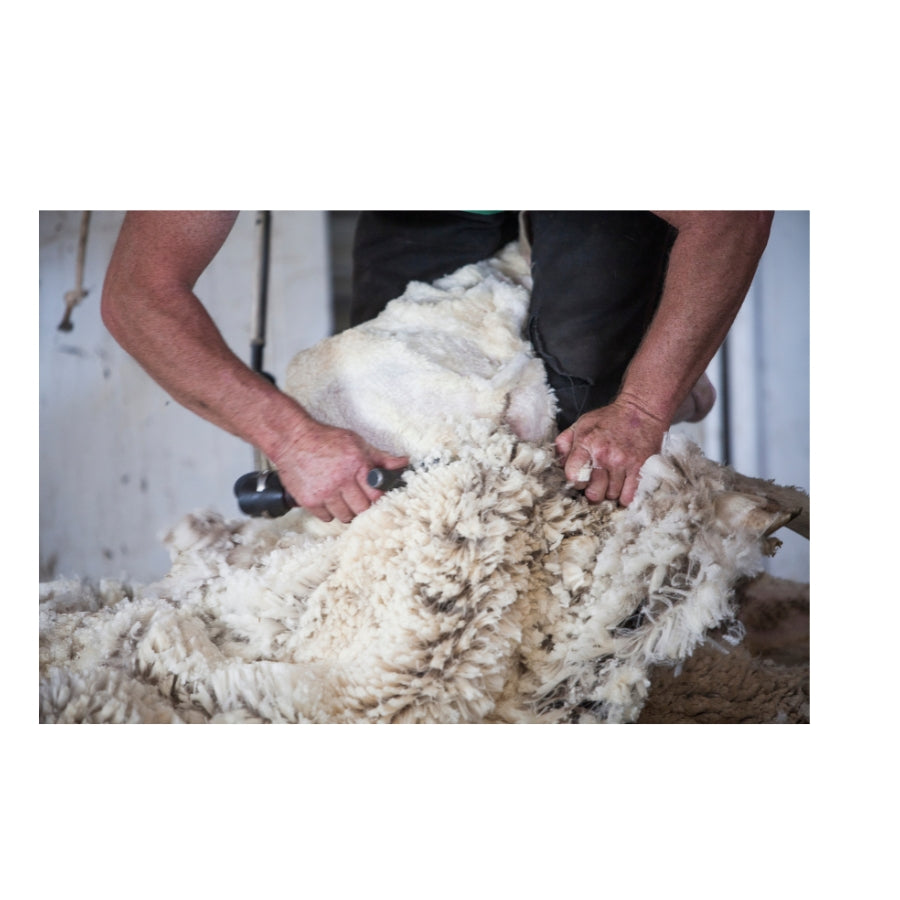 A Tapestry of Wool: Exploring the Different Types of Wool in New Zealand